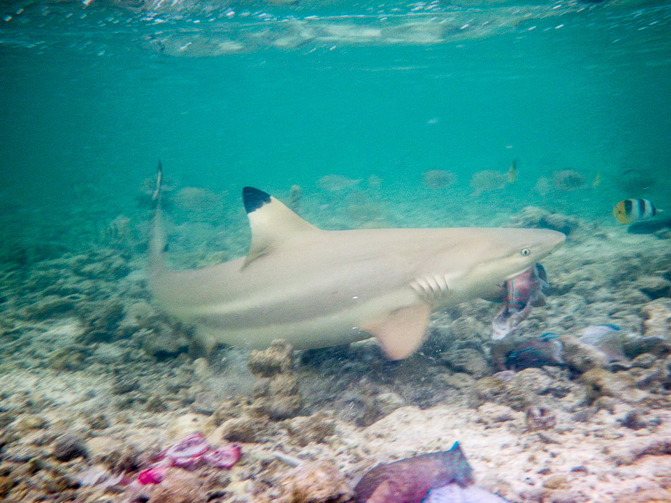 IMGP1068.jpg Sous l eau - Maupiti - Copyright : See Otherwise 2012 - 2025